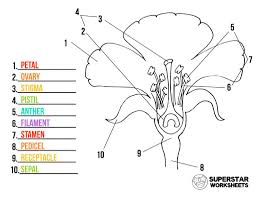 The female reproductive part of a flower is called the pistil. Parts Of A Flower Worksheets Superstar Worksheets