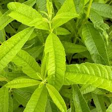 Image result for Aloysia