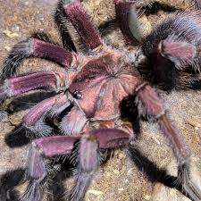 Image result for Centema subfusca