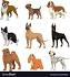 Breed Rescue | Petfinder