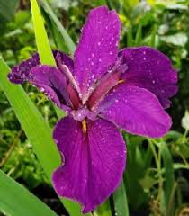 Step by step instructions on how to plant your wildflower seeds. Jeri Louisiana Iris Purple Early Midseason Cut Flowers Almost Eden