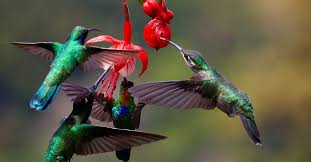We did not find results for: 15 Ways To Attract Hummingbirds To Your Garden The Garden Magazine