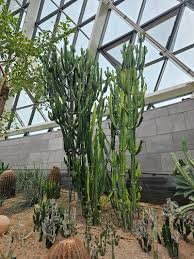 Image result for Euphorbia persistentifolia