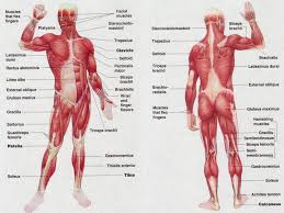 For example when you bend. The Muscular System What Do Skeletal Muscles Do How Do Muscles Work Ppt Video Online Download