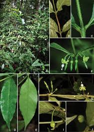 Image result for Psydrax