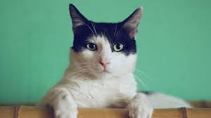 In the event that you will be the embellishment of that best medicine store the relationship, by then all the parts and charge you can pay in a lone tick, in a tantamount. Special Features How To Find An Online Veterinary Pharmacy