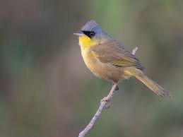 Image result for Geophila erythrocarpa