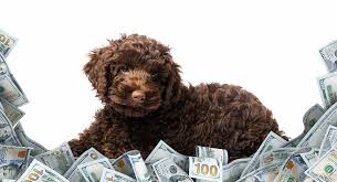 Labradoodle Cost What Is The Price Of This Popular Mixed
