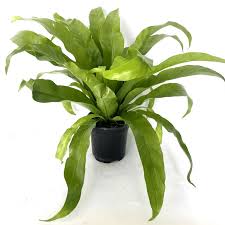 Image result for Asplenium