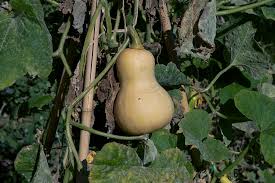 Butternut squash (cucurbita moschata) is a winter squash, meaning that it is planted in spring, grows throughout the summer and is harvested in fall for storage or consumption in the winter. How To Grow Butternut Squash