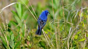 Birds of illinois field guide. Blue Grosbeak Audubon Field Guide