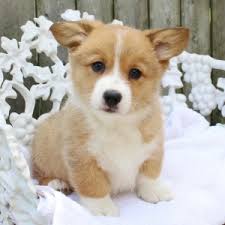 Lyly these puppies have excellent temperaments and great conformation. Hunter Pembroke Welsh Corgi Puppy 601297 Puppyspot