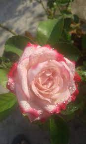 Roses From My Roof Garden Roof Garden Rose Flowers