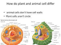 Animal And Plant Cells Ppt Download