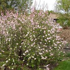 Lots of people desire their own almond tree. Flowering Plum Flowering Almond Buy Flowering Plum Flowering Almond Prunus Triloba