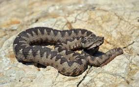 Nu toate speciile de serpi sunt la lungimea de 70 de cm ajung aproape toti serpii din romania. Cat De LetalÄƒ Este Vipera Cu Corn Cea Mai PericuloasÄƒ Specie De Sarpe Din Romania Este Un Sarpe Rapid In Atac Care Se CamufleazÄƒ Foarte Bine