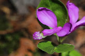 Image result for Polygala transvaalensis