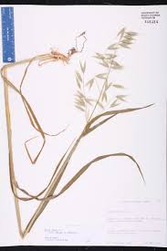 Image result for Avena byzantina