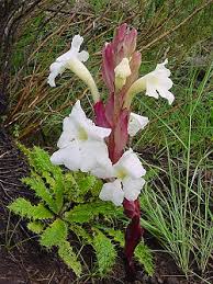 Image result for Psammotropha myriantha