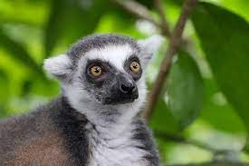 Free Image On Pixabay Ring Tailed Lemur Monkey Lemur Family Days Out Koala Bear
