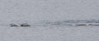 New 'sighting' of Loch Ness monster captured in photos