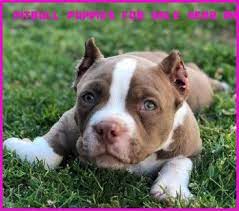 10 Best Pitbull Puppies For Sale Near Me Pitbull Puppies For Sale Pitbull Puppies Pitbulls