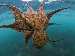 An Octopus Disguised As A Monster Photo By K Yamamoto National Geographic Your Shot Deep Sea Creatures Ocean Creatures Monster Photos
