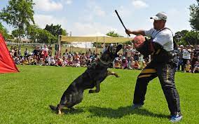 J'ai eu peur pour mon chien si par hasard le pit s'échappe encore sans muselière après une plainte de ma part. Centre De Formation Securite Cynophile Paris My Security Job