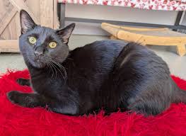 Ready for some serious snuggles? Our Adoption Center in Vista is always  filled with love and adorable cats and kittens dreaming of finding their  forever homes. 😻 Cuddle Hours happen every single