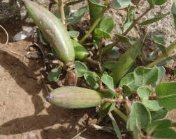 Image result for Raphionacme hirsuta