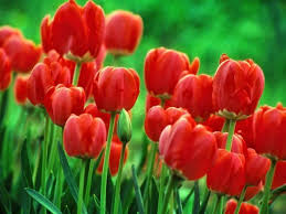 Tulips Flowers Full Screen Wallpaper Expensive Flowers Garden Care Tulips Garden