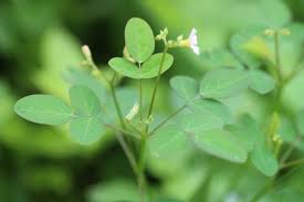 Image result for Oxalis barrelieri