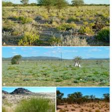 Image result for Pogonospermum subsessile