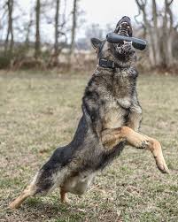 Indestructible Dog Toys For Aggressive Chewers Monster K9