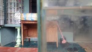 Budidaya ikan cupang tidak memerlukan tempat luas dan modal yang besar. Mencari Ikan Cupang Terdekat Youtube