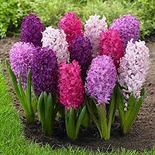 We did not find results for: Indian Meadows Hyacinth Flower Bulbs Pack Of 04 Pcs Mix Color Bulb Size 15 16cm In Circumference Amazon In Garden Outdoors