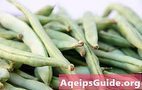 Pokok kacang hijau atau dalam bahasa inggeris mung bean mempunyai nama saintifil (latin) phaseolus radiatus l. Bagaimana Membekukan Kacang Hijau Tips