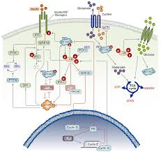 The cancer council victoria provided seed funding and funding for future milestones is still being sought. Ijms Free Full Text Feedback Crosstalk And Competition Ingredients For Emergent Non Linear Behaviour In The Pi3k Mtor Signalling Network Html