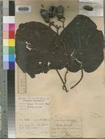 Image result for Cordia millenii