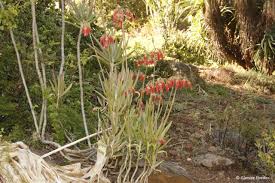Image result for Cotyledon barbeyi