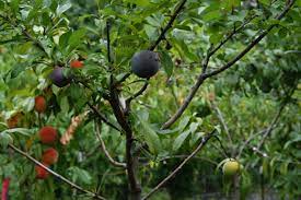 A significant advantage of the fruit salad tree is its convenience. A Franken Forest Of Fruit Trees Is Growing On Governors Island Gastro Obscura
