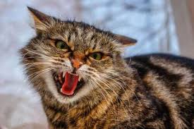 kedi sesleri ve anlamlari kaya veteriner klinigi