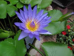 Image result for Nymphaea heudelotii