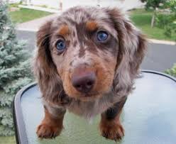 Black And White Spotted Dog With Blue Eyes Pin By Tammy On Puppies Dapple Dachshund Long Haired Dachshund Daschund Puppies