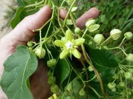 Image result for Mondia ecornuta