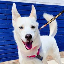 Looking for another chance to adopt this weekend? Stop by our Sterling  PetSmart adoption event starting at 1pm to meet adorable, adoptable dogs  and bring home your new best friend! 🐾💖 Click