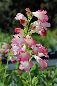 Image result for Penstemon