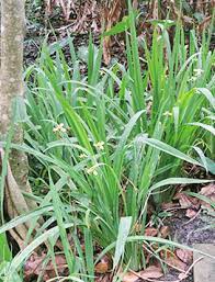Jan 29, 2009 · walking iris (neomarica gracilis) is such a plant: Walking Iris University Of Florida Institute Of Food And Agricultural Sciences