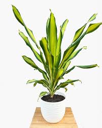 Image result for Dracaena fragrans