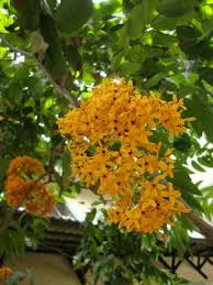 Image result for Saraca